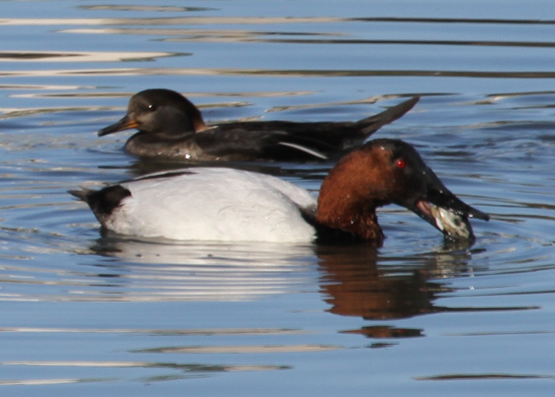 Murgilari bizkarzuria - ML644747767