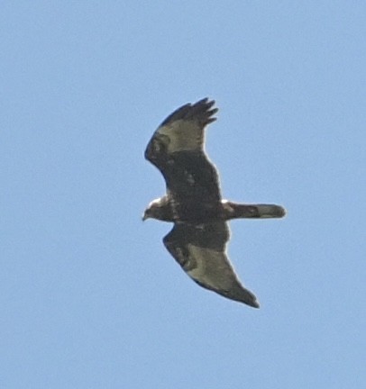 østsivhauk - ML644747780