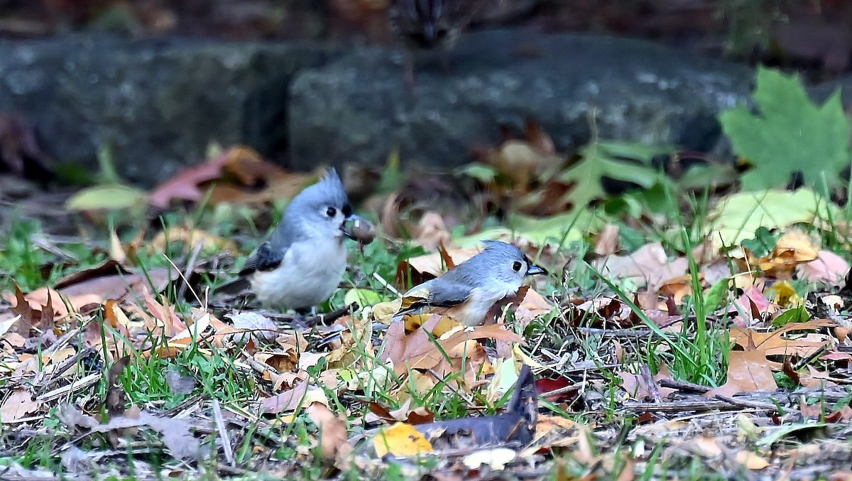 Tufted Titmouse - ML644747787