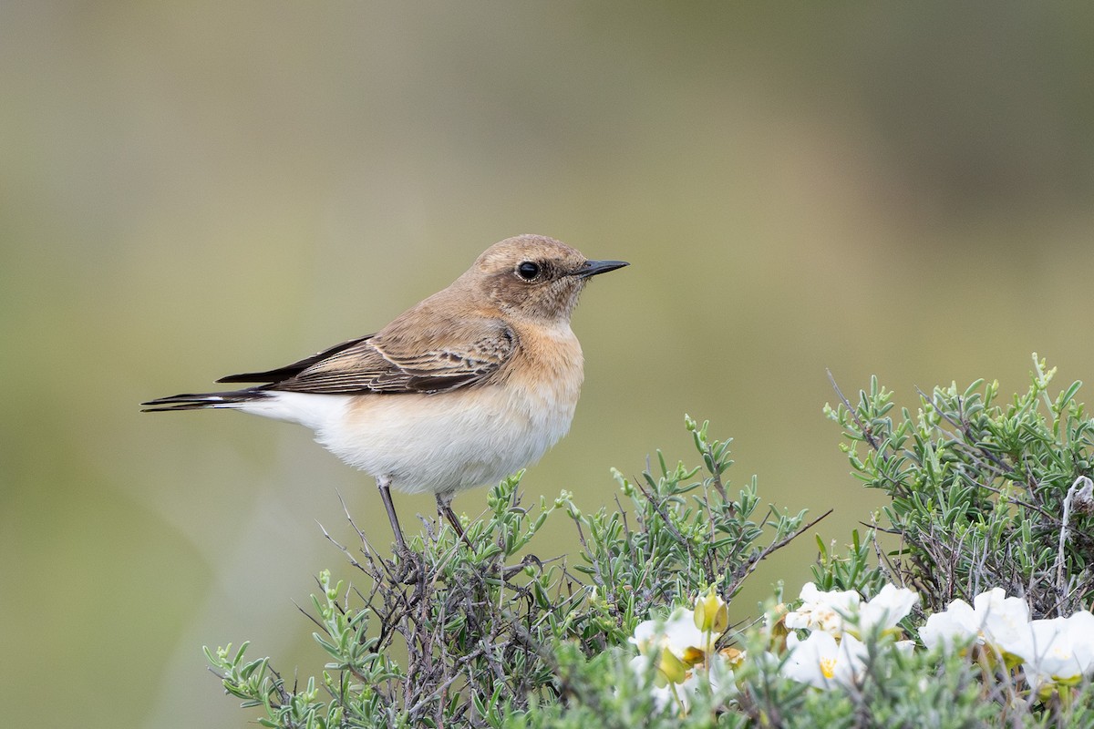 Eastern Black-eared Wheatear - ML644747795