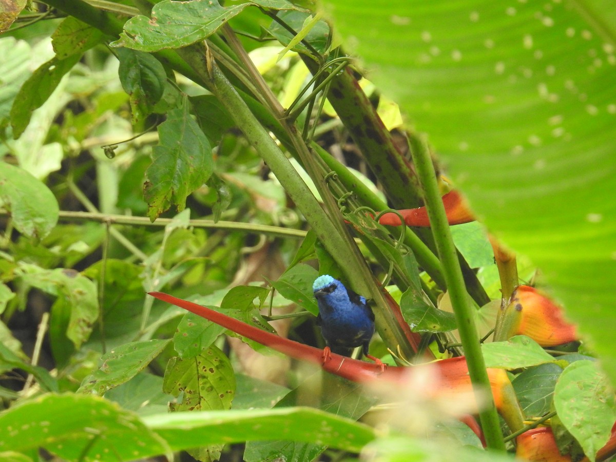 Red-legged Honeycreeper - ML644747799