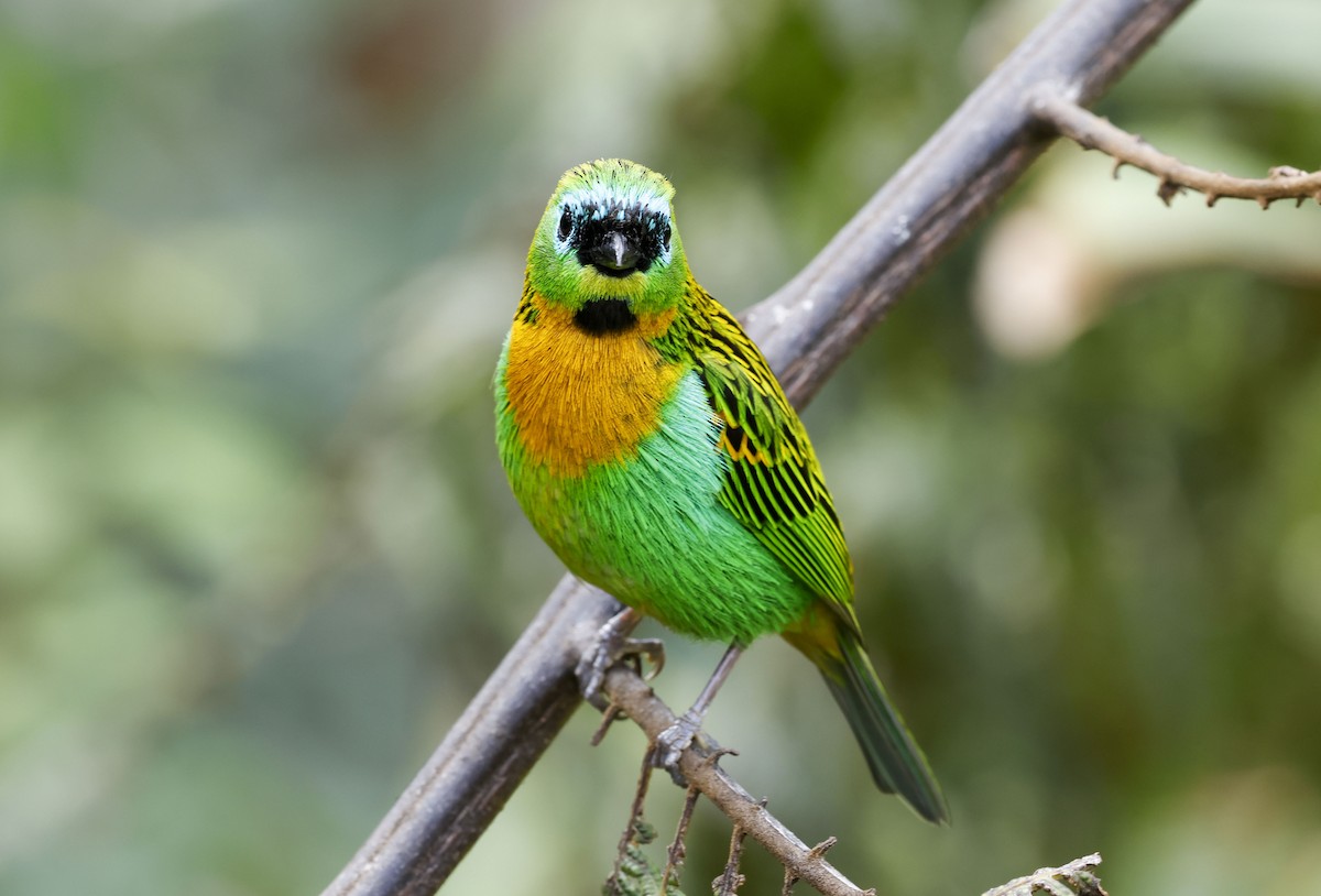 Brassy-breasted Tanager - ML644747800
