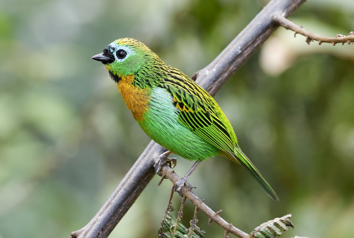 Brassy-breasted Tanager - ML644747801