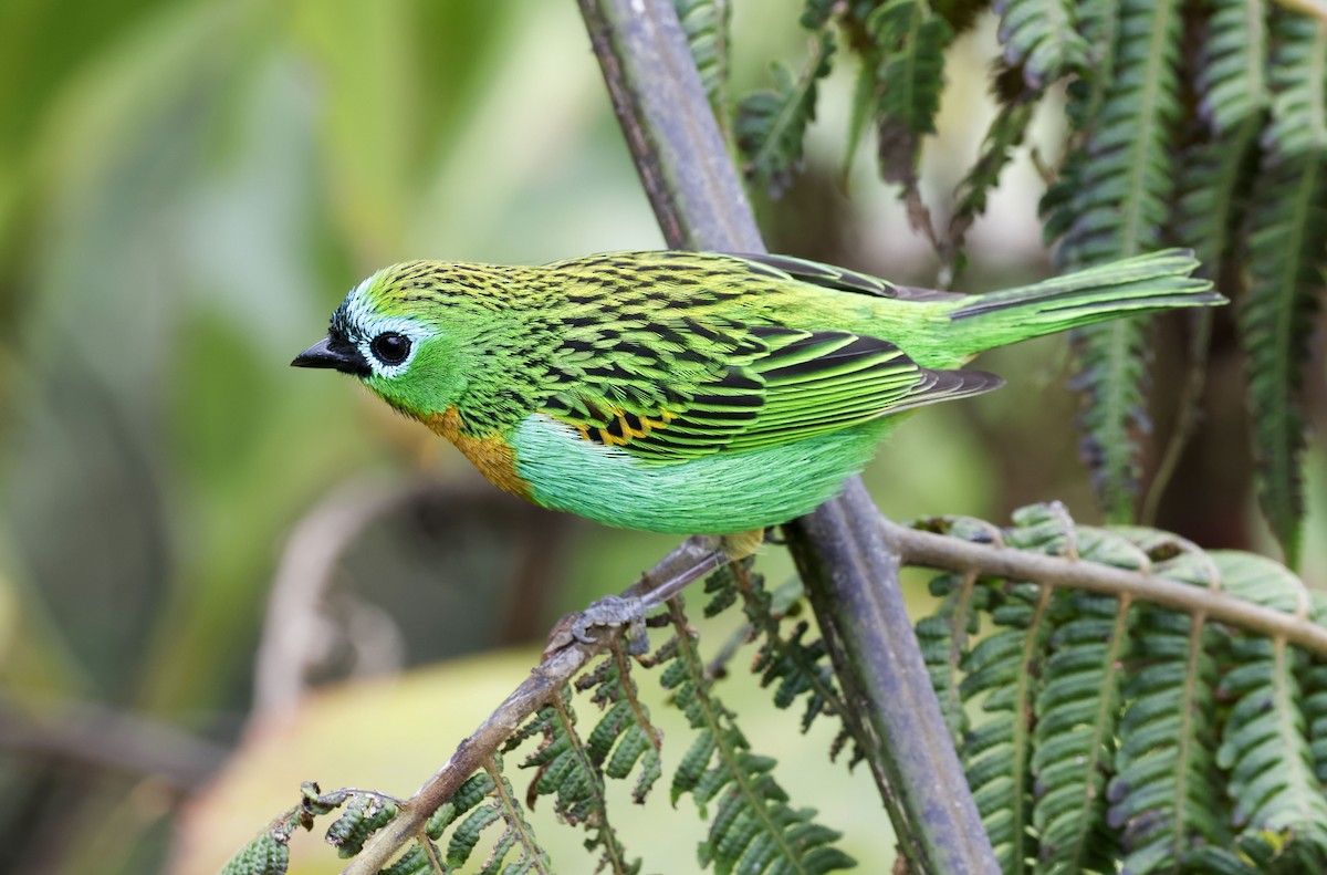 Brassy-breasted Tanager - ML644747802