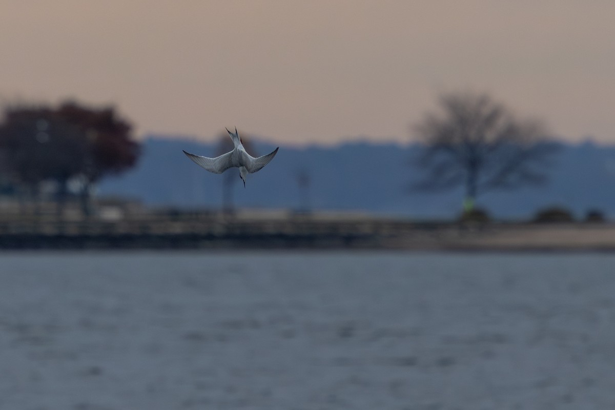 Forster's Tern - ML644747804