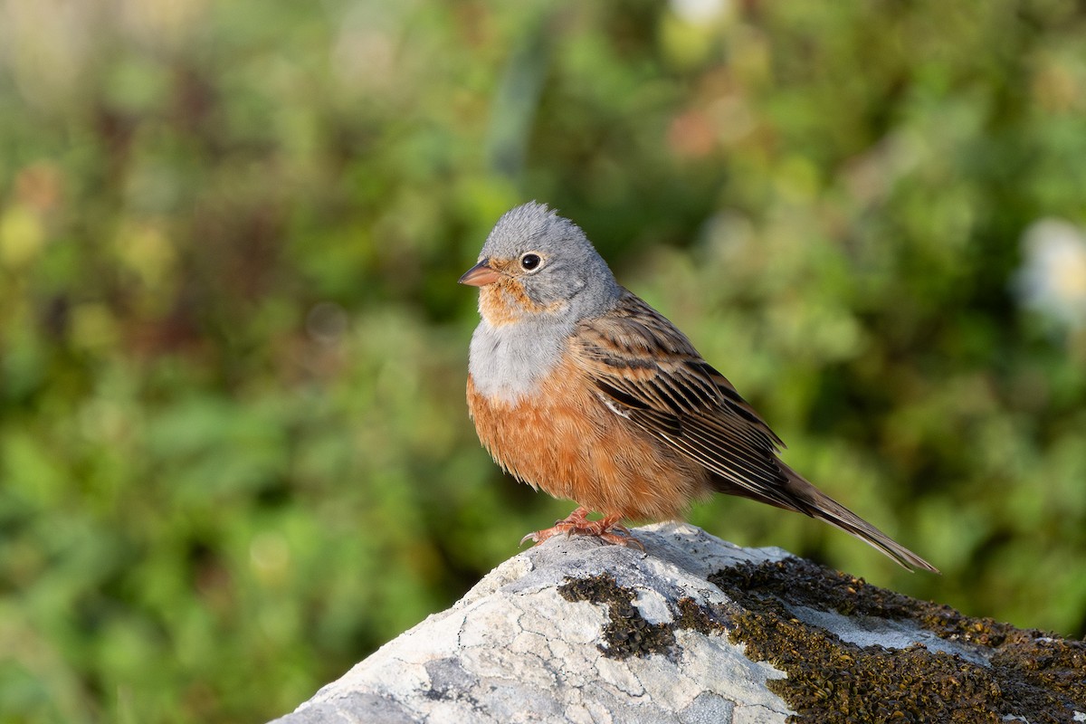 Cretzschmar's Bunting - ML644747805