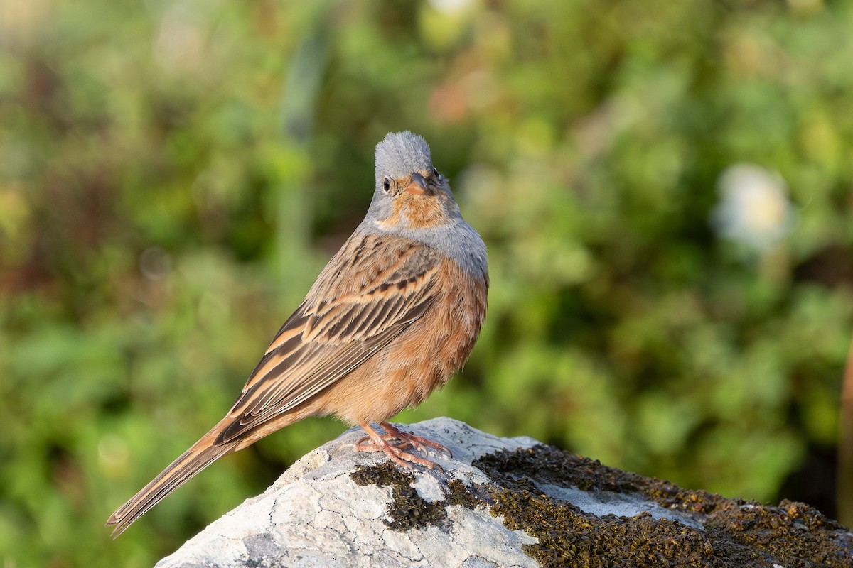 Cretzschmar's Bunting - ML644747806