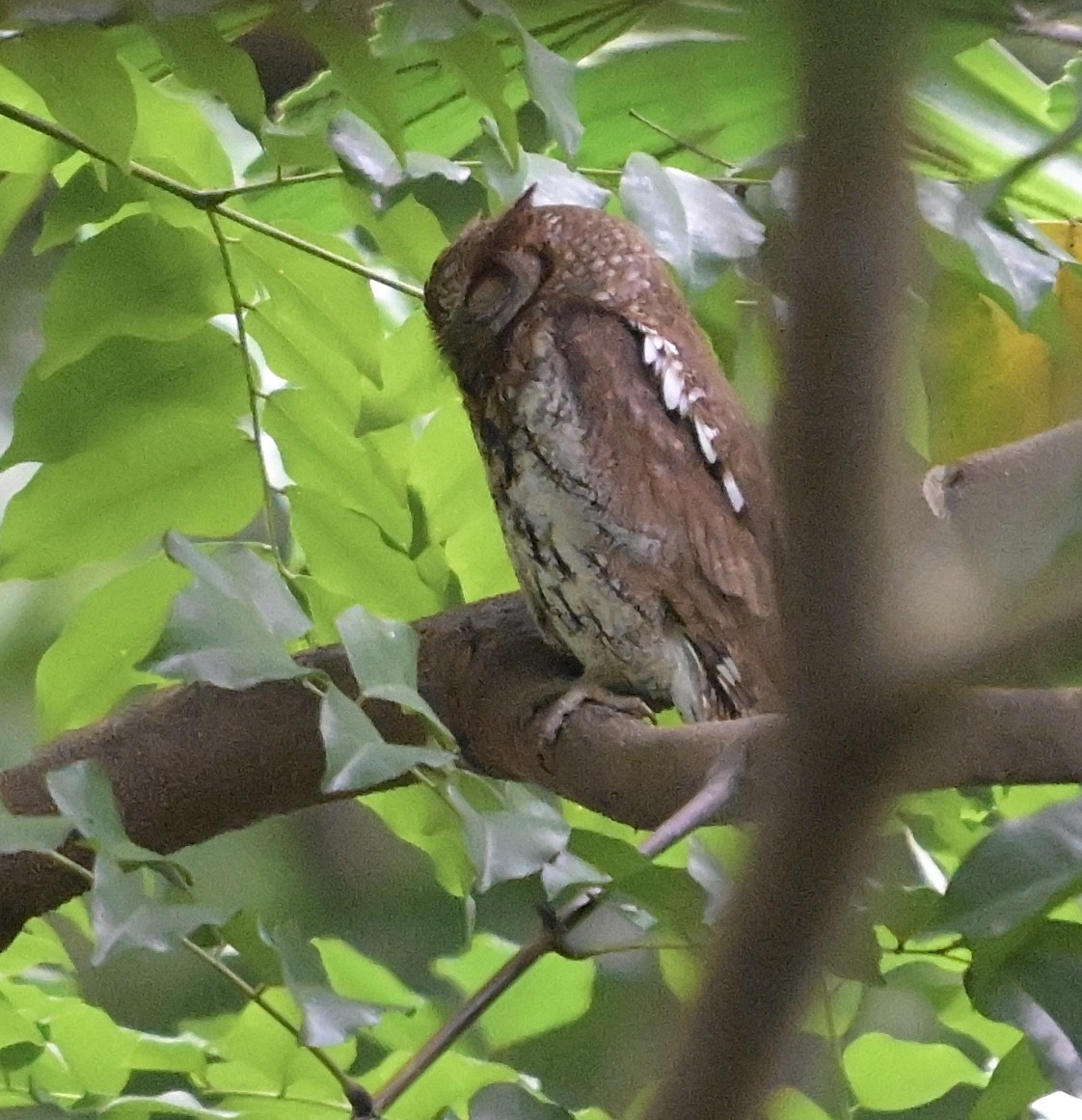 orientugle - ML644747810