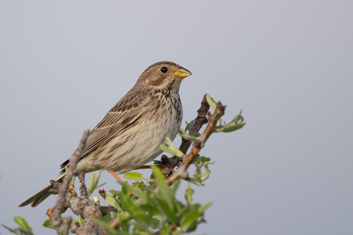 Corn Bunting - ML644747818