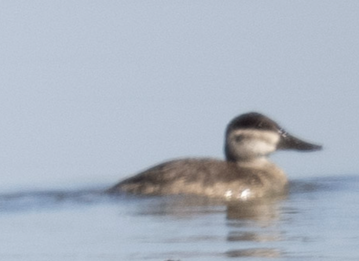 Ruddy Duck - ML644747824