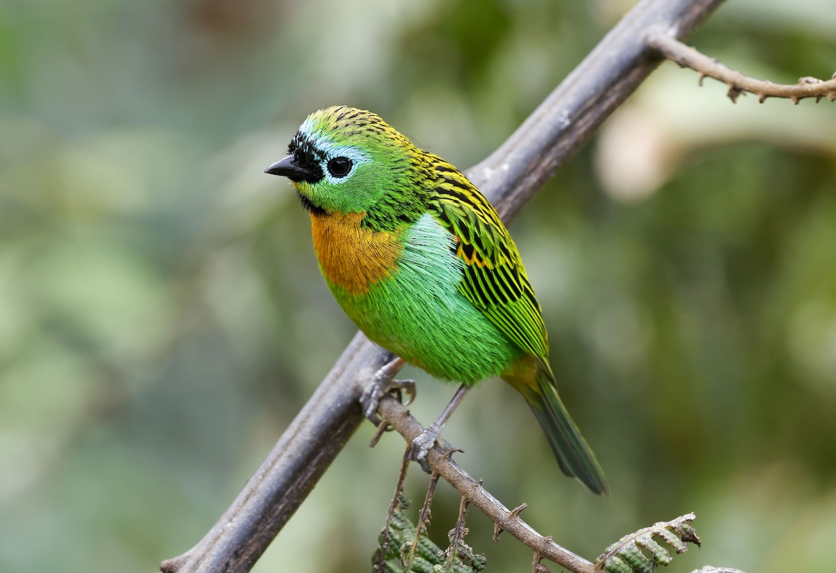 Brassy-breasted Tanager - ML644747826