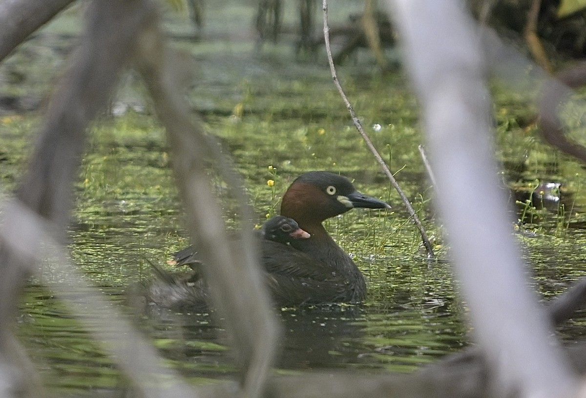 dvergdykker - ML644747844