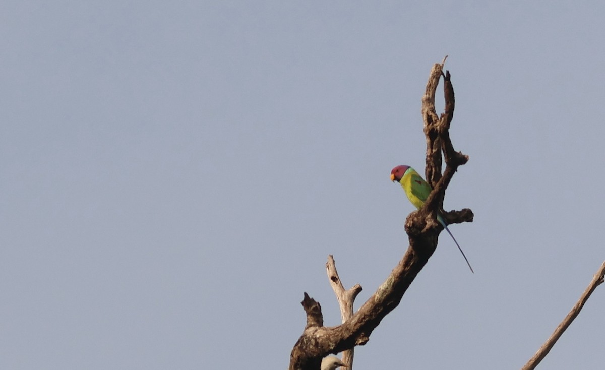 Erik Başlı Yeşil Papağan - ML644747845