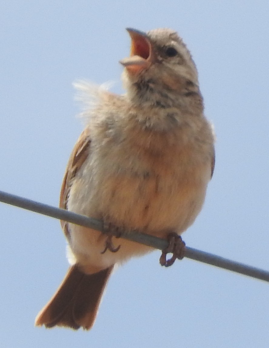 Бледная овсянка - ML644747846