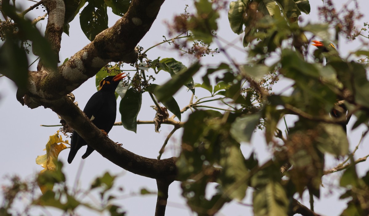 loskuták jižní - ML644747858