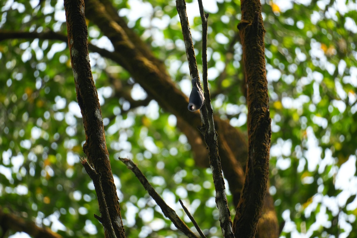 Velvet-fronted Nuthatch - ML644747860