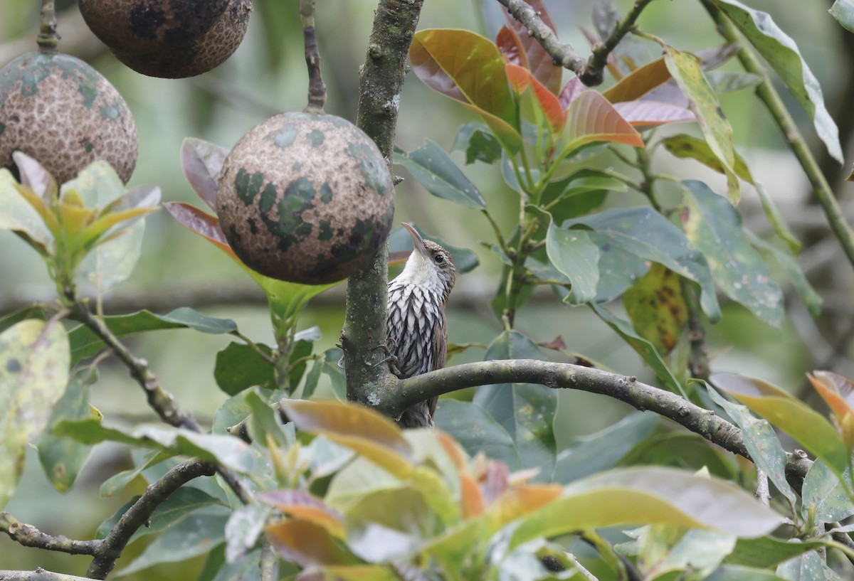 ウロコオニキバシリ（squamatus） - ML644747868