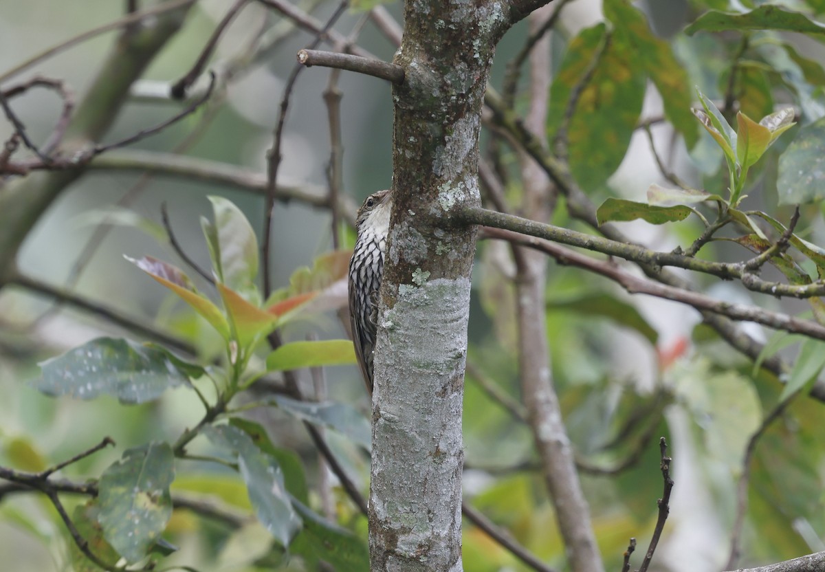 ウロコオニキバシリ（squamatus） - ML644747869