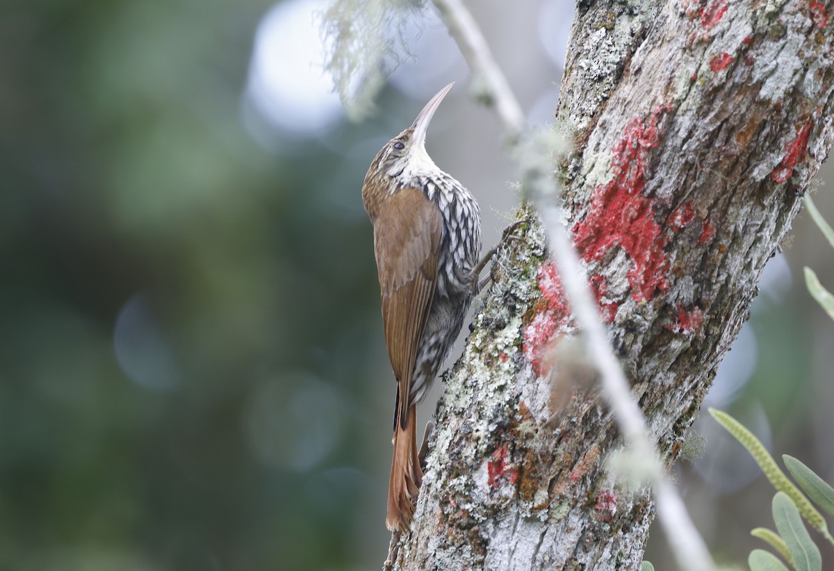ウロコオニキバシリ（squamatus） - ML644747870