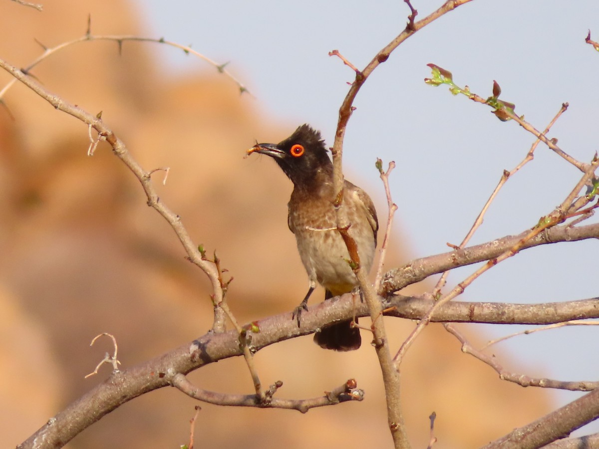 Afrika Arapbülbülü - ML644747873