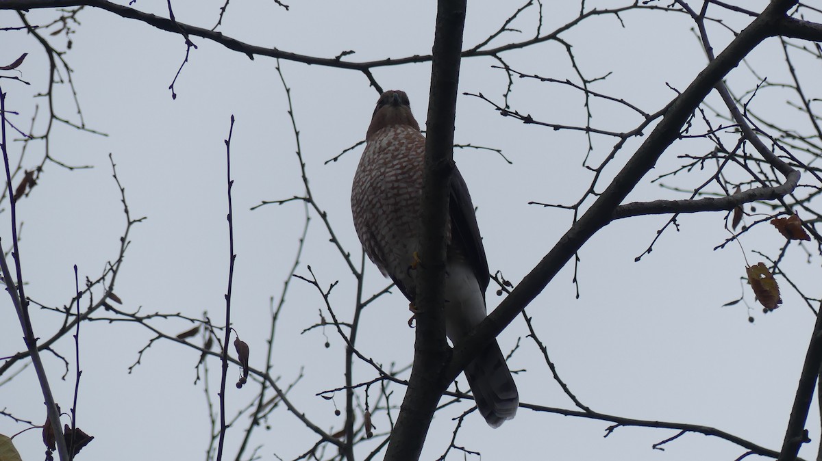 Cooper's Hawk - ML644747878