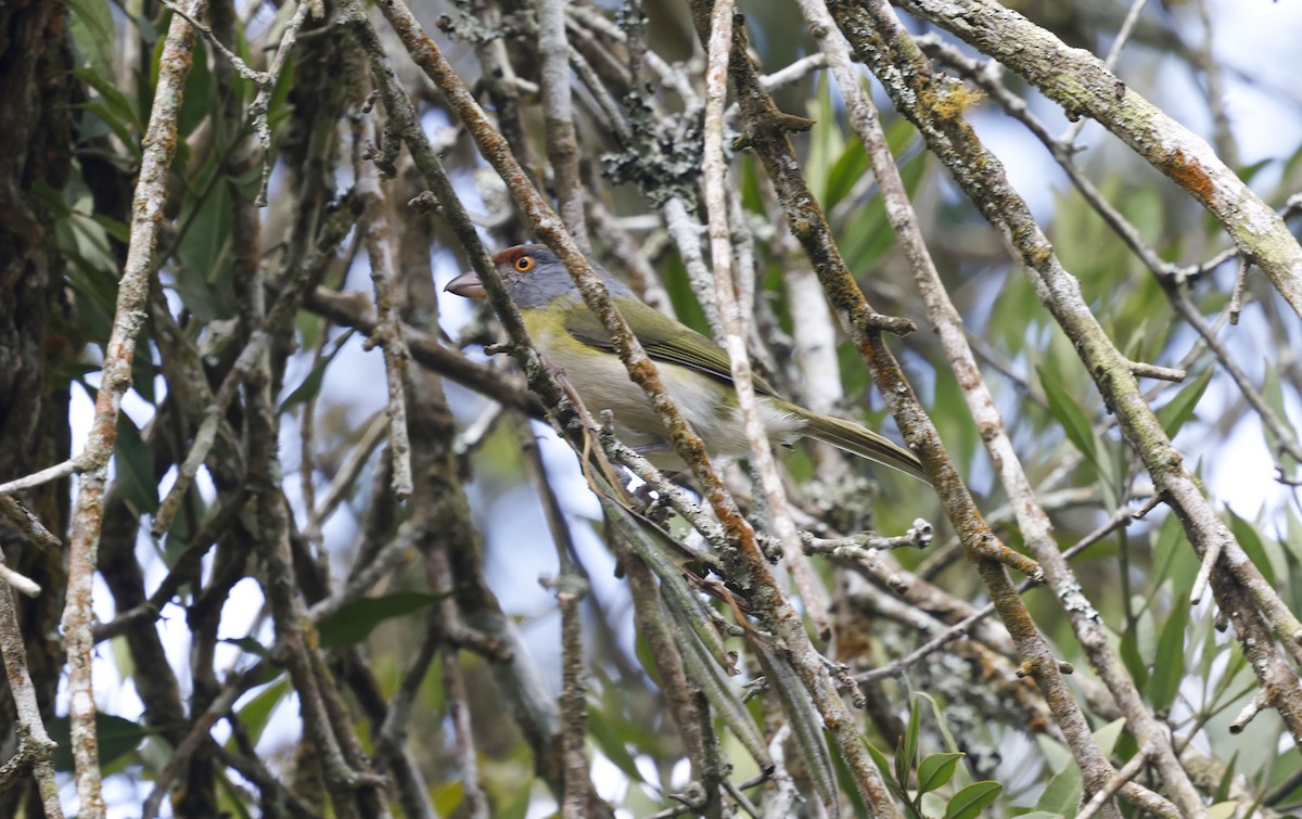 Rufous-browed Peppershrike - ML644747879