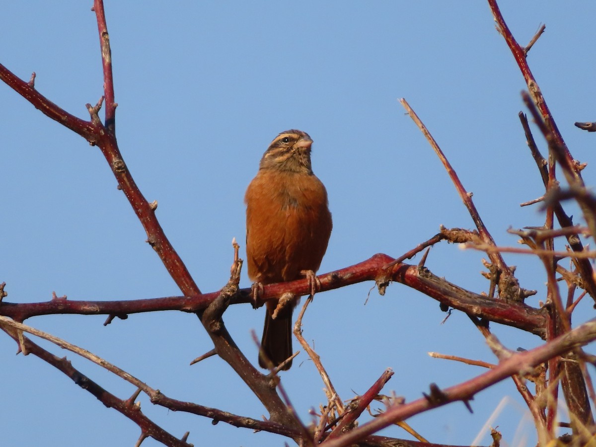 Cinnamon-breasted Bunting - ML644747885