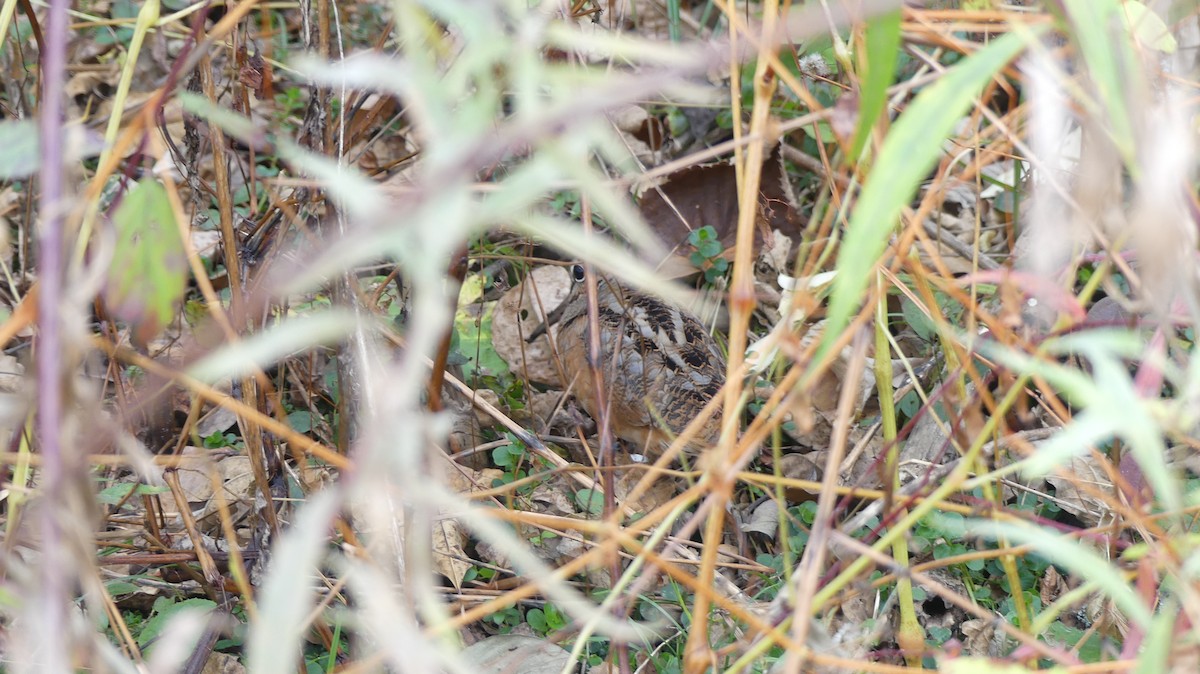 American Woodcock - ML644747887