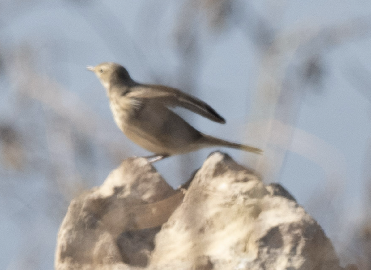 American Pipit - ML644747888