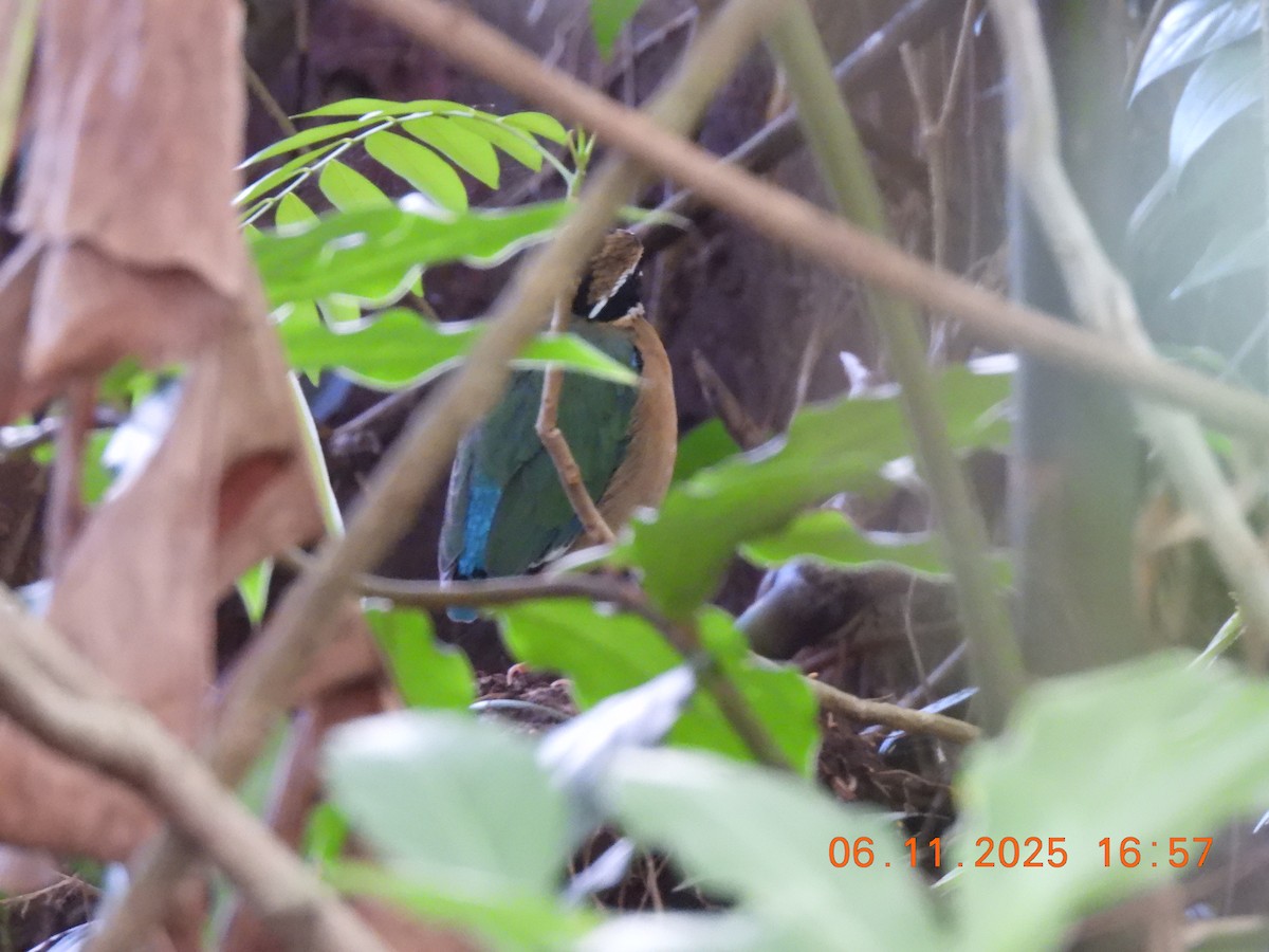 Indian Pitta - ML644747889