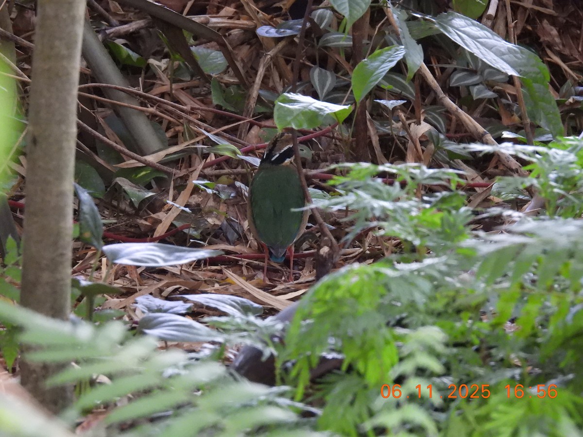 Indian Pitta - ML644747891