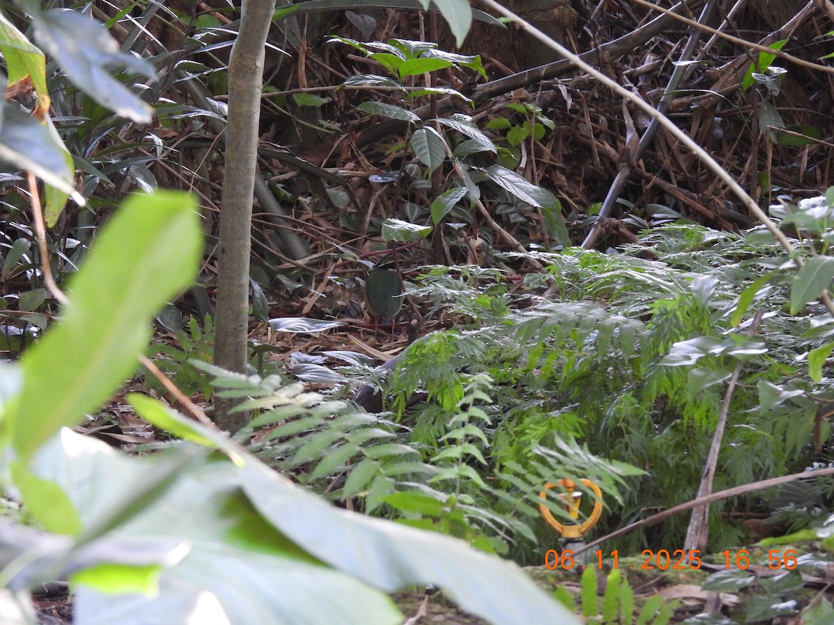 Indian Pitta - ML644747892