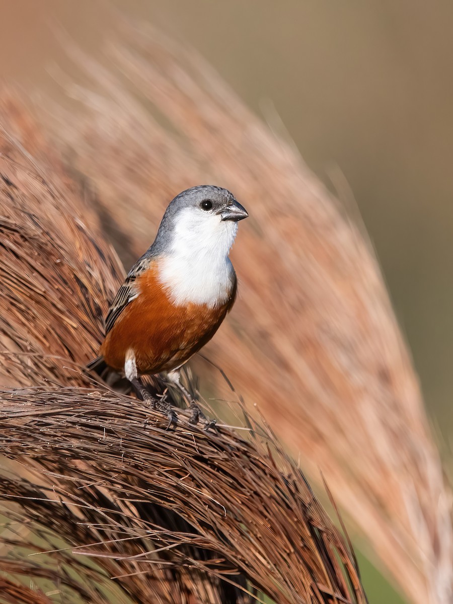 Болотный просяночник - ML644747913