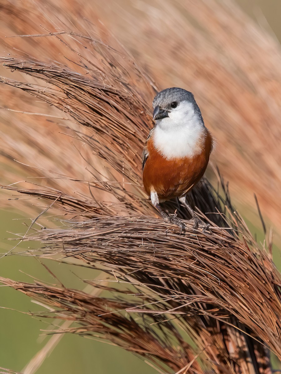 Болотный просяночник - ML644747914