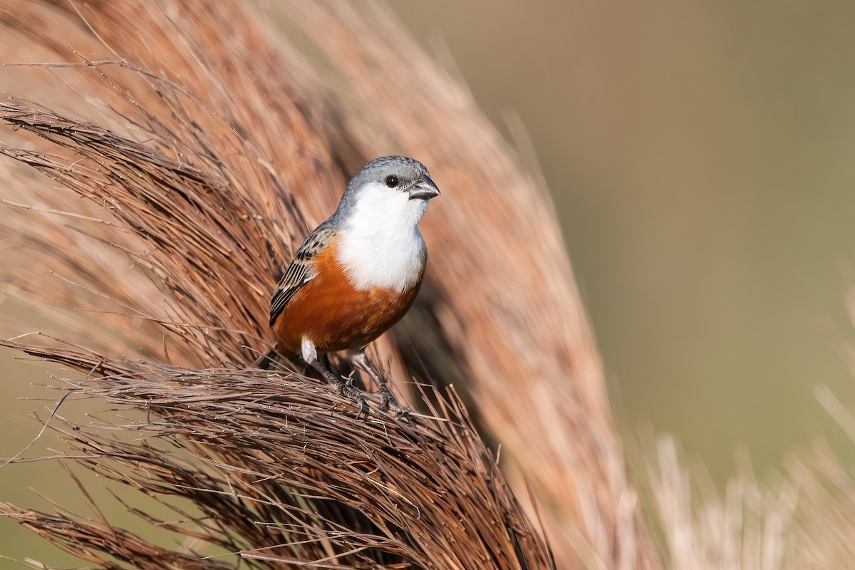 Болотный просяночник - ML644747915