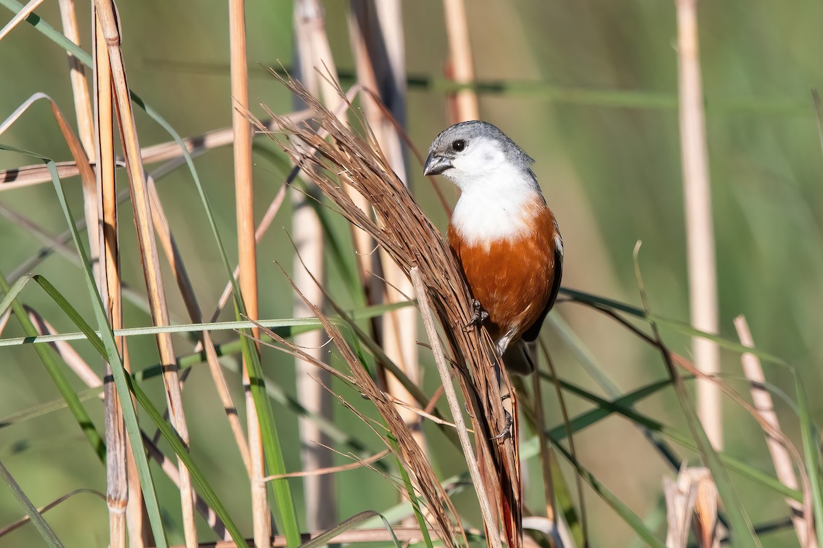 Болотный просяночник - ML644747916