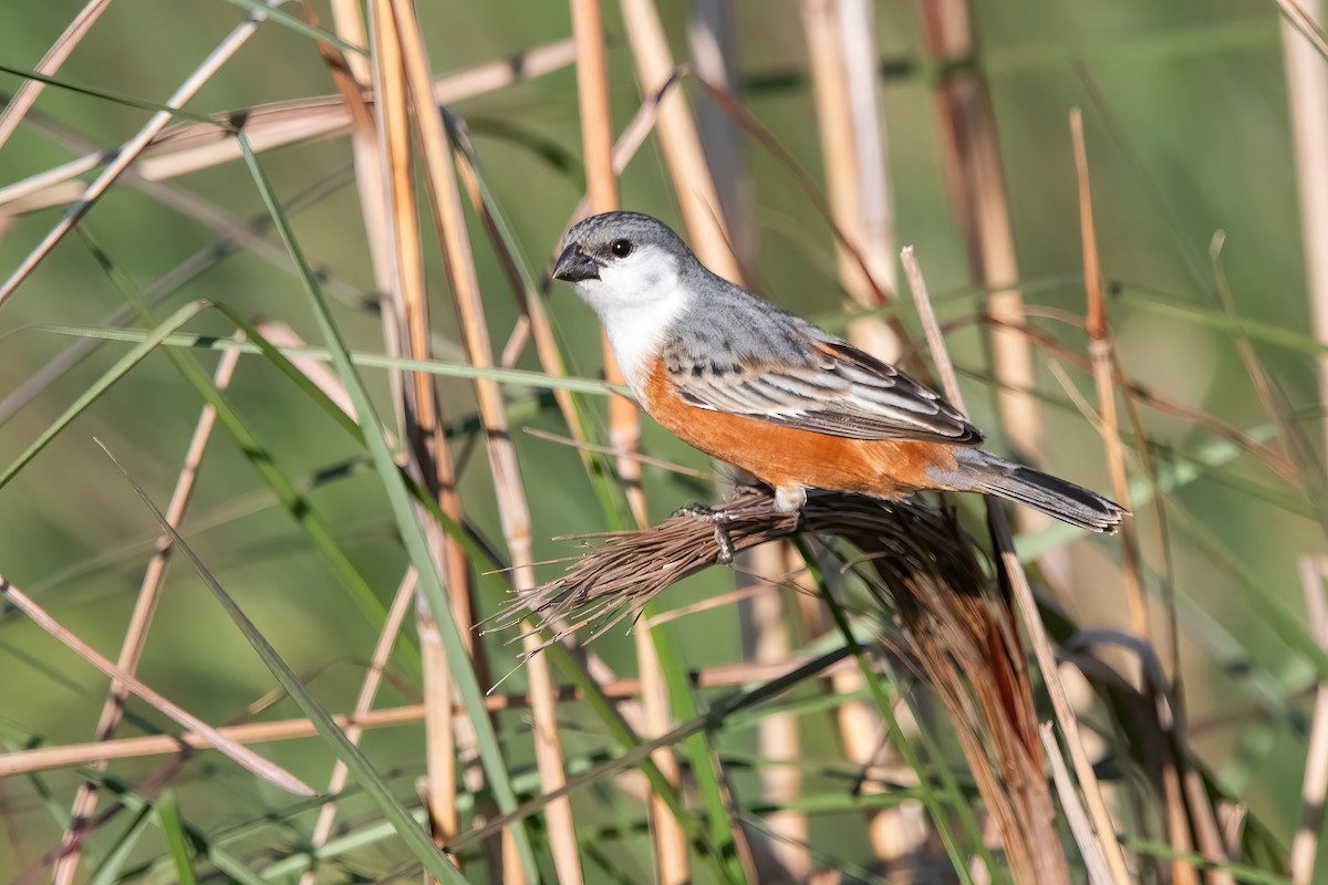 Болотный просяночник - ML644747917