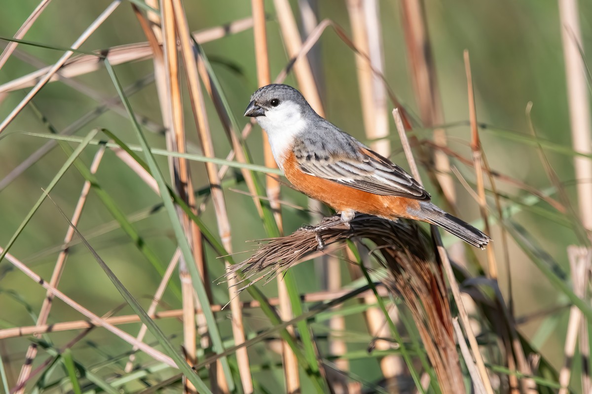 Болотный просяночник - ML644747918