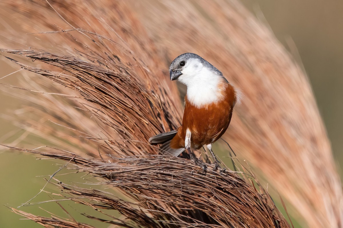 Болотный просяночник - ML644747919