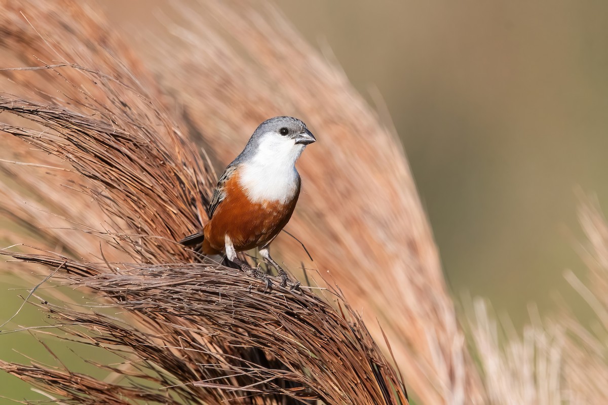 Болотный просяночник - ML644747920