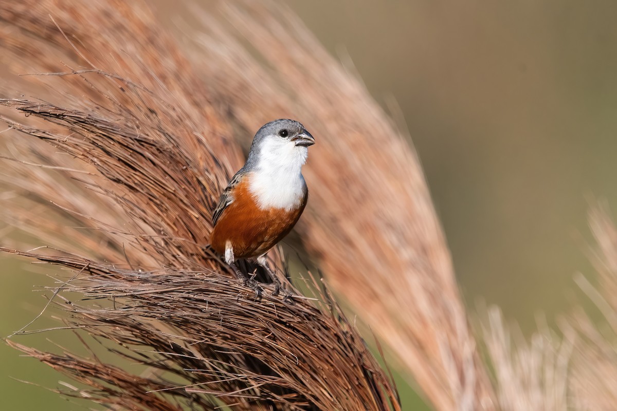 Болотный просяночник - ML644747921