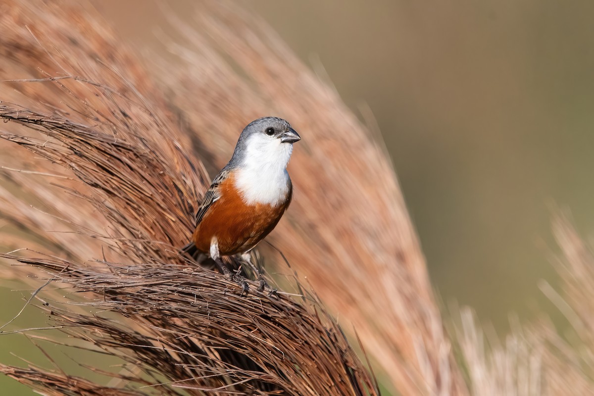 Болотный просяночник - ML644747922