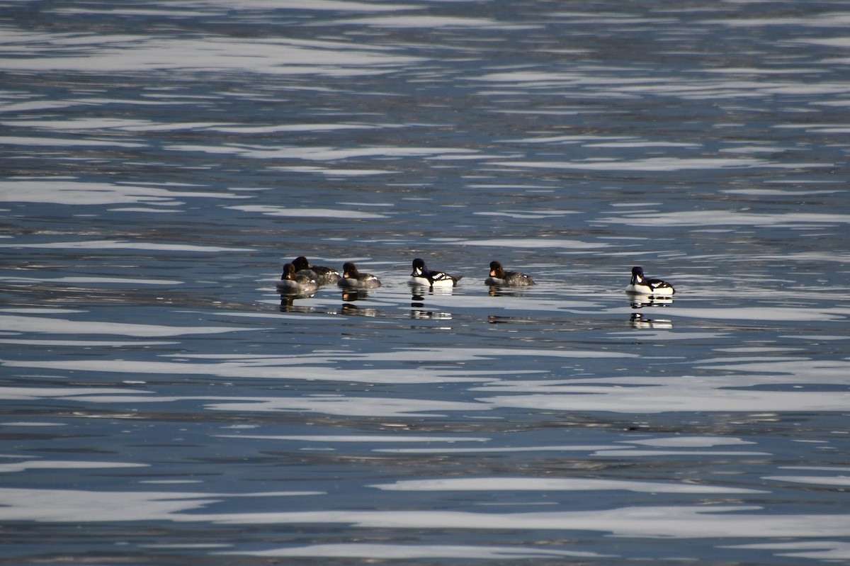 Barrow's Goldeneye - ML644747944