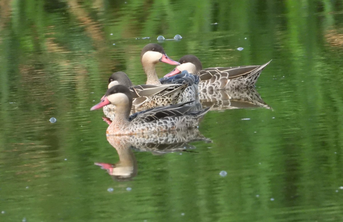 Red-billed Duck - ML644747952