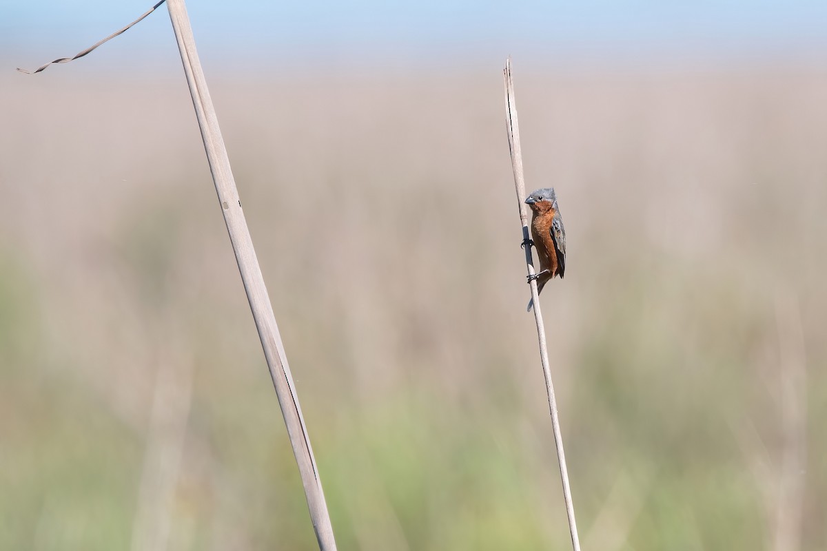 Rufous-rumped Seedeater - ML644747962