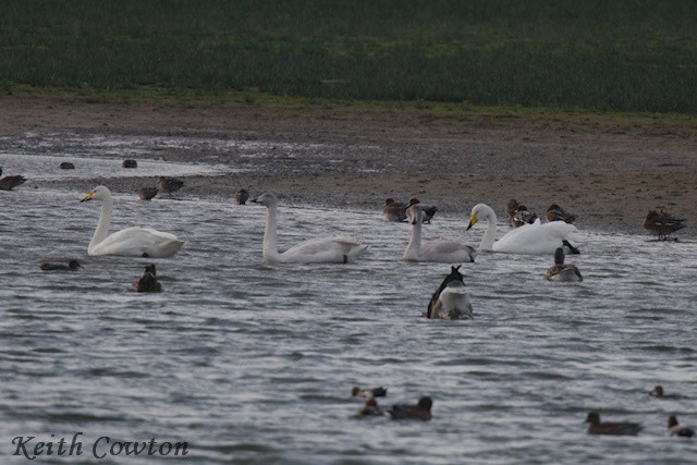 Whooper Swan - ML644747964