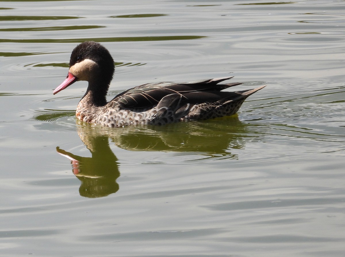 Red-billed Duck - ML644747965