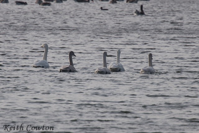 Whooper Swan - ML644747970