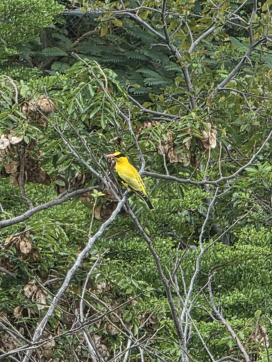 žluva černošíjná - ML644747972