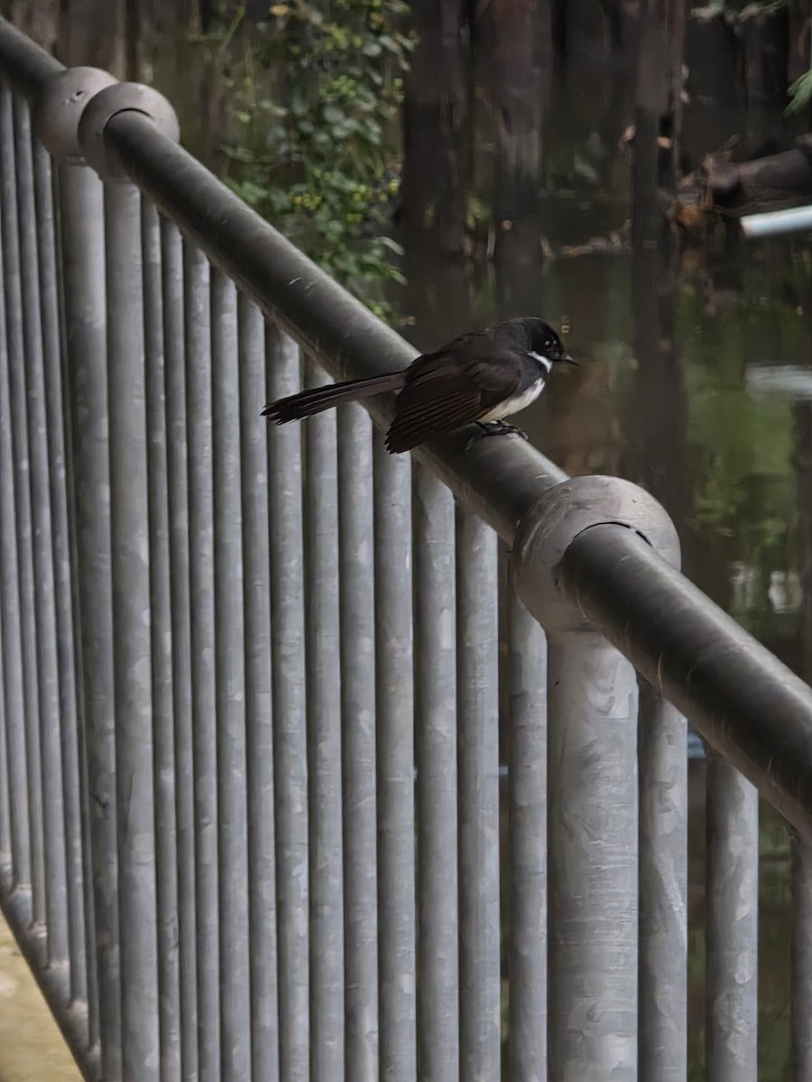 Rhipidure pie - ML644747978